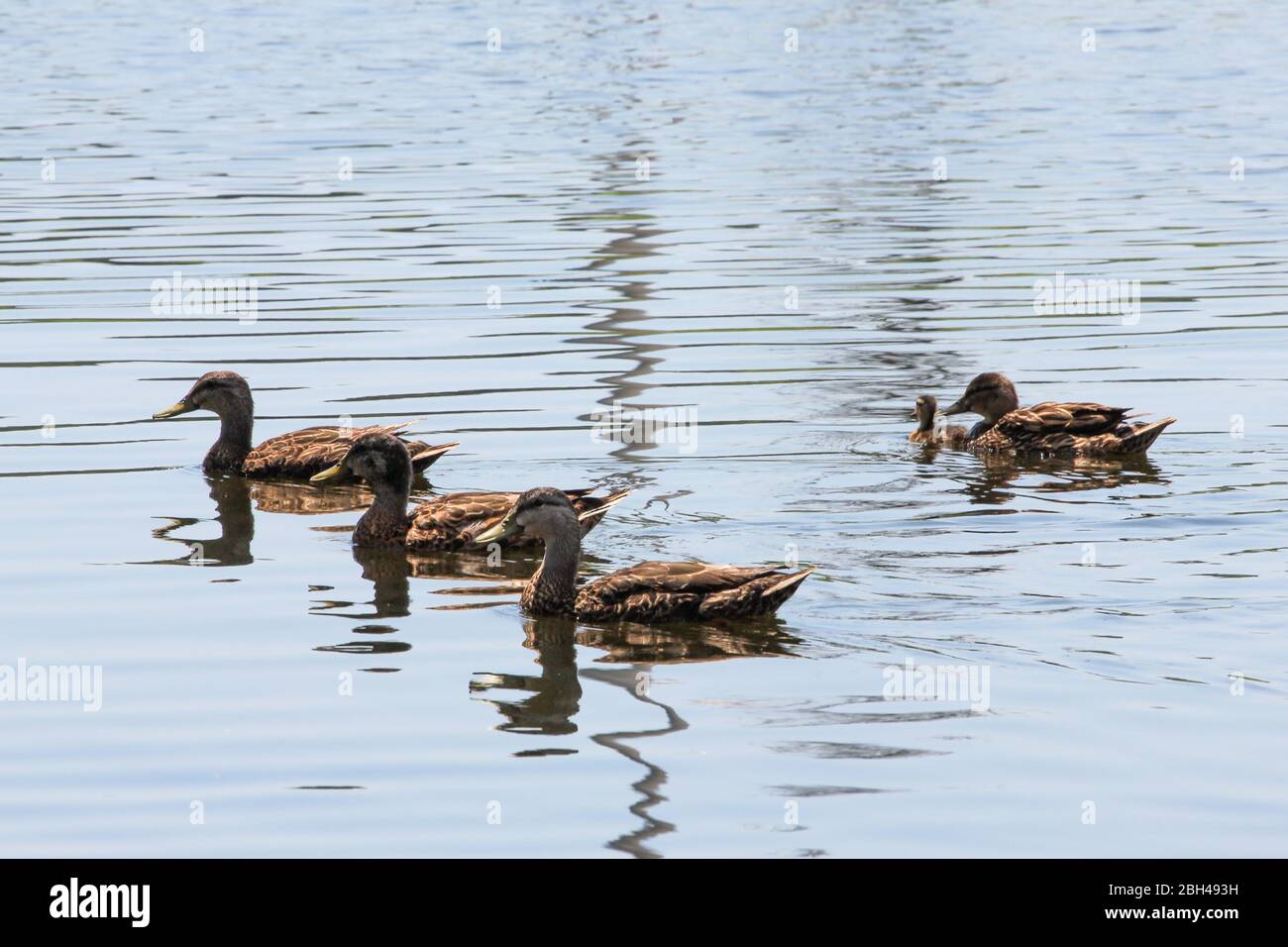 Duck paddling hires stock photography and images Alamy