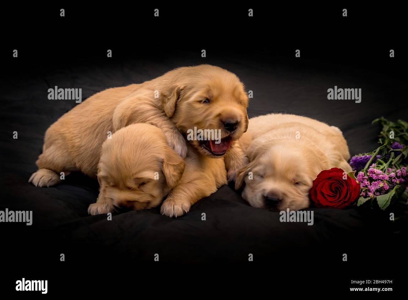 3 Golden retriever puppies photos Stock Photo
