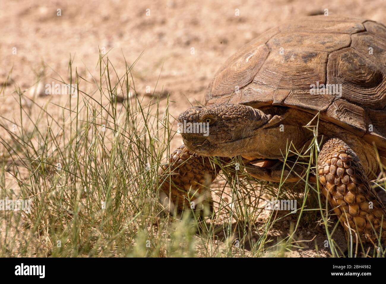 The Sonoran Desert tortoise, (Gopherus morafkai), or Morafka's desert ...