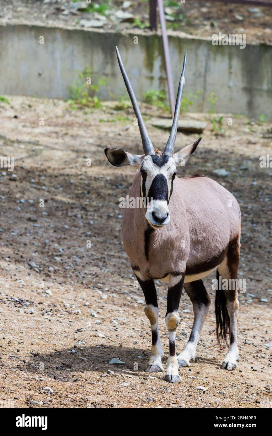 Gemsbok or gemsbok or Oryx gazella in zoo. Stock Photo