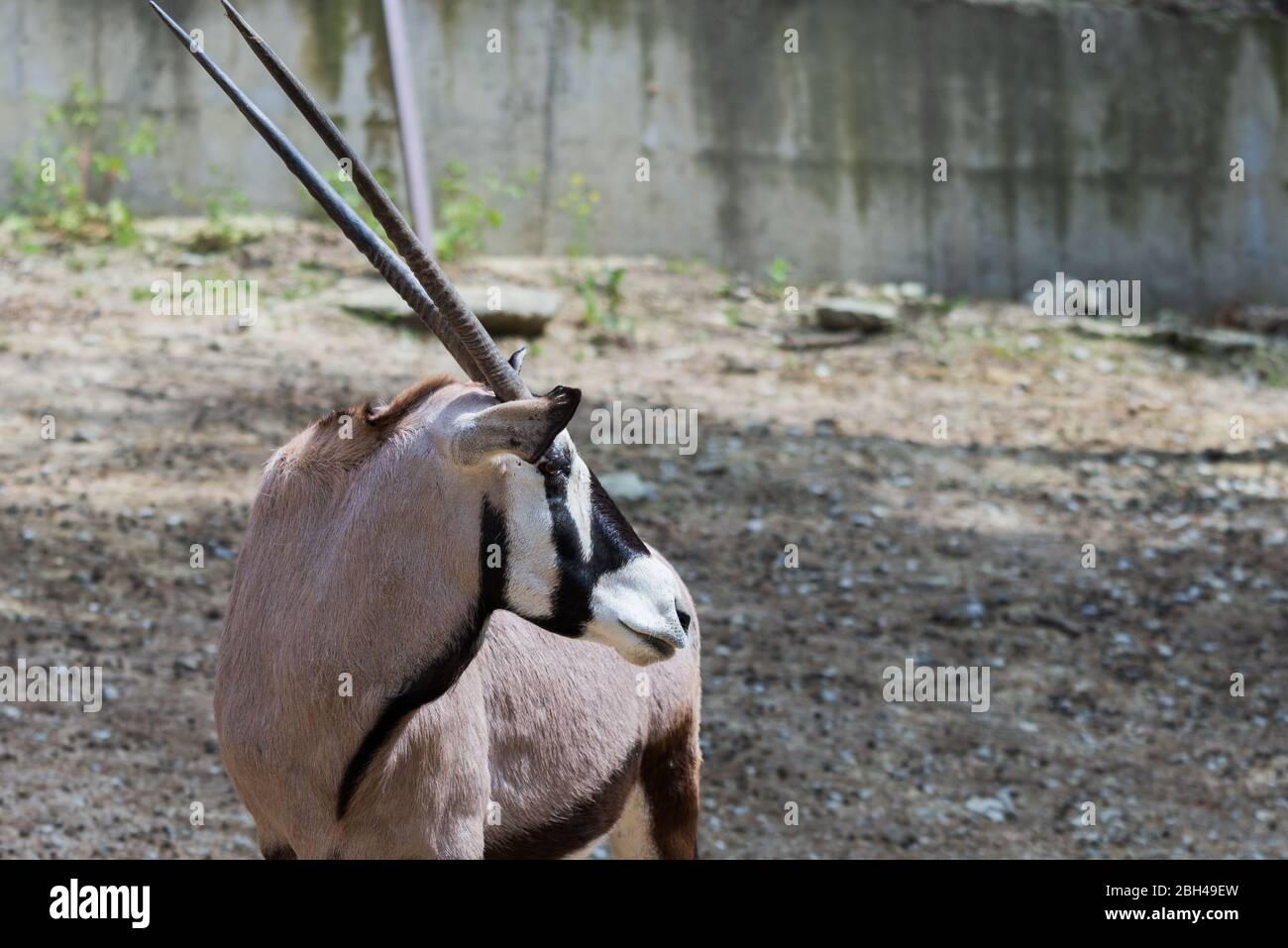 Mountain gazelle gazella gazella hi-res stock photography and images ...
