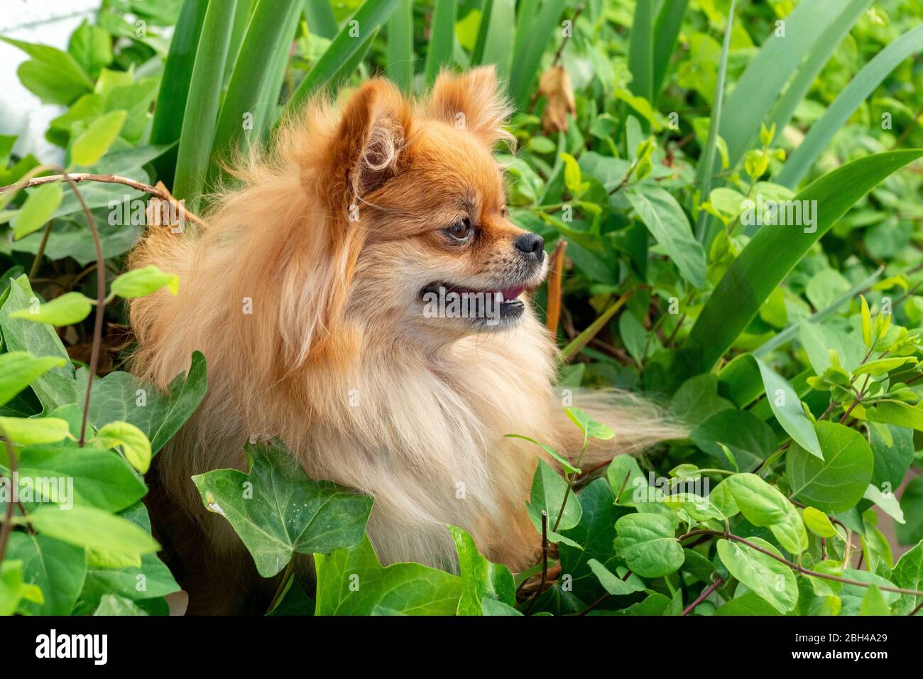 Dog Brown Pom Poms Stock Photo 1143414434