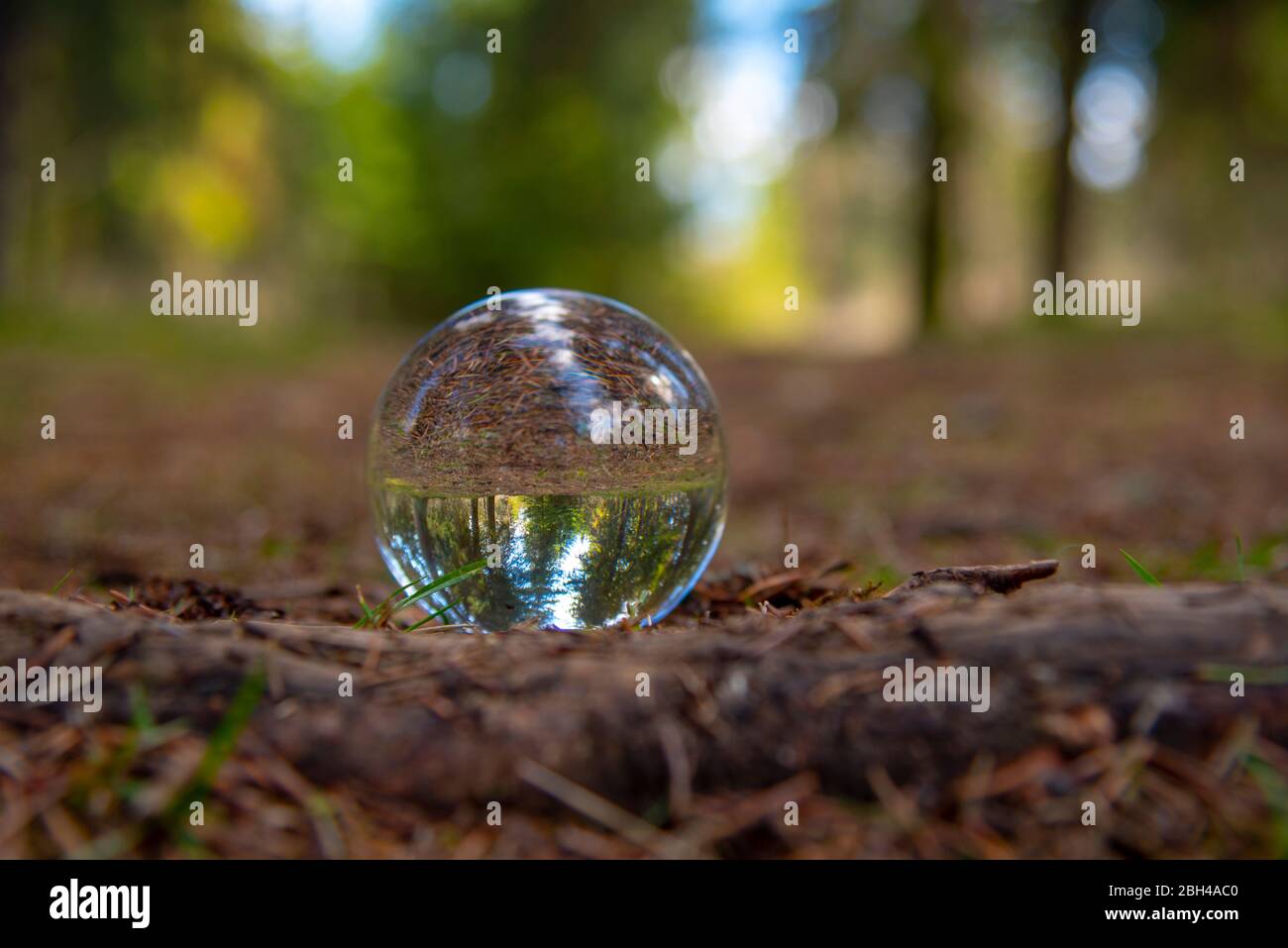 A glass ball on a forest path.  Stock Photo
