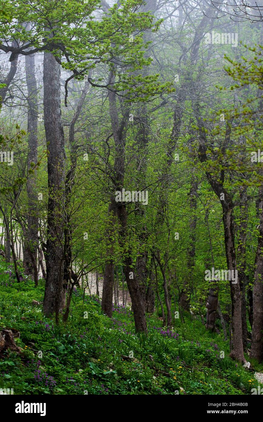Majestic view on beautiful fog mountains in mist landscape. Dramatic ...