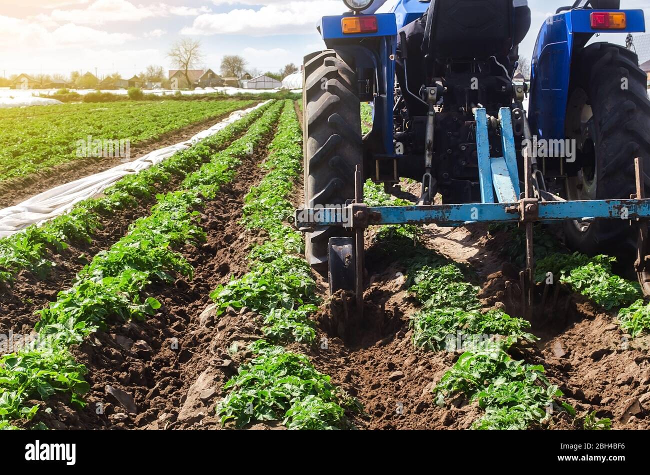 Tractor plows loosens the land of a plantation of a young Riviera variety potato. Weed removal and improved air access to plant roots. Cultivation of Stock Photo