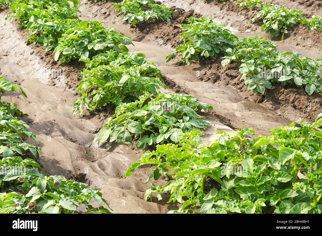 Plantation of young potato bushes on a farm field. Agriculture and crop vegetables production. Organic farming products. Watering, fertilizers and pes Stock Photo