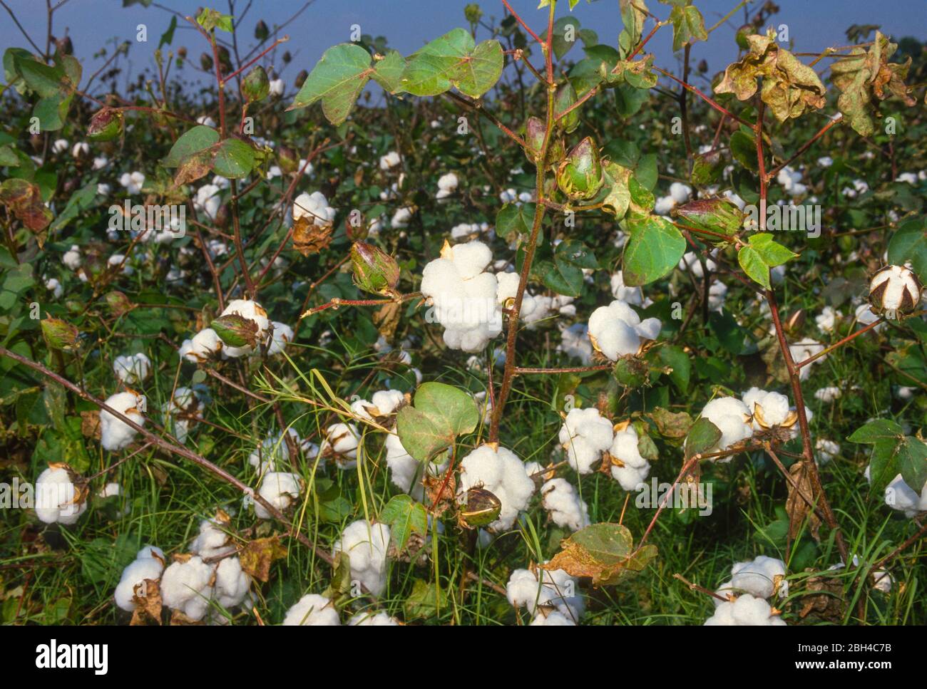 Cotton mississippi hires stock photography and images Alamy