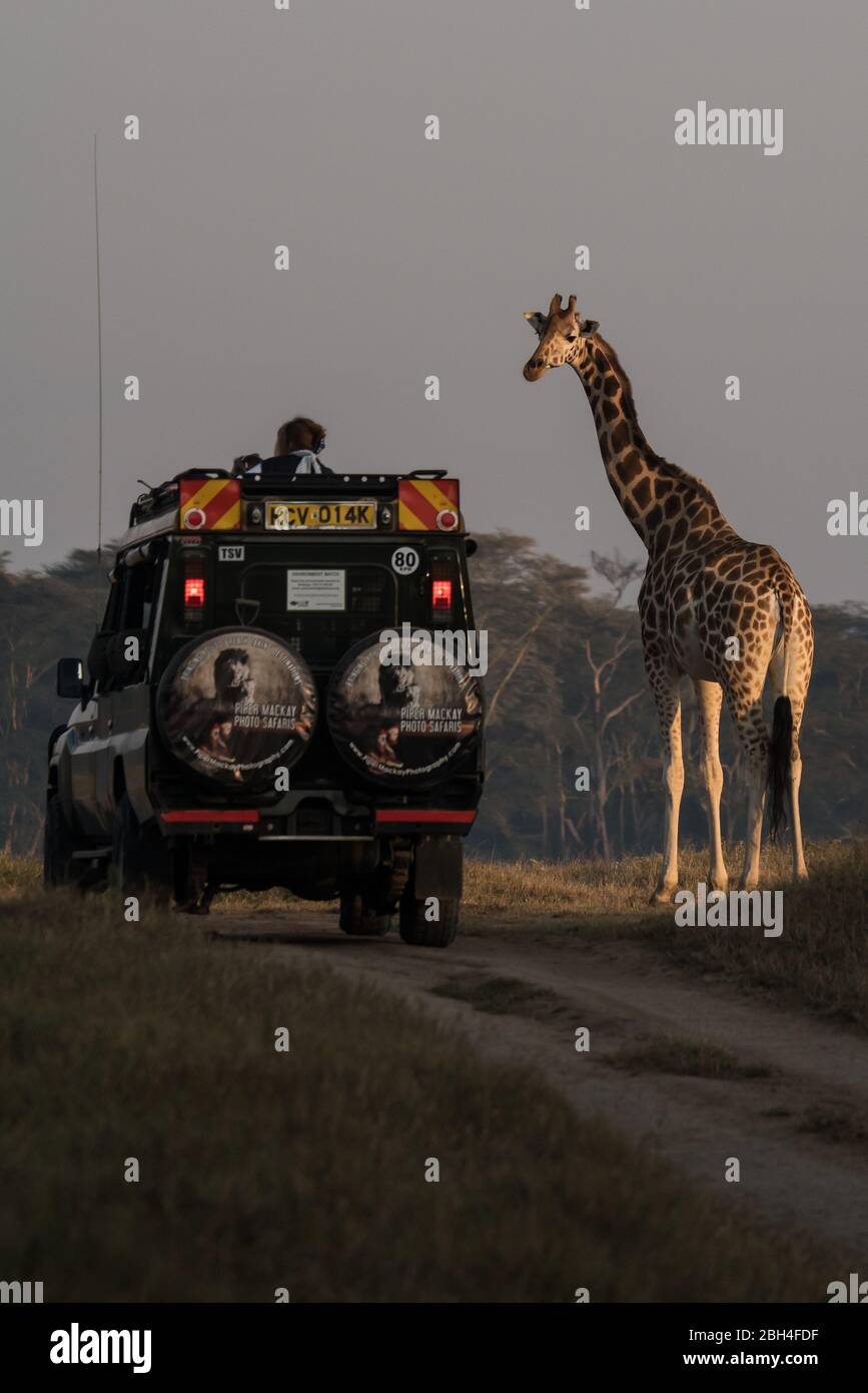 Safari jeep giraffe hi-res stock photography and images - Alamy