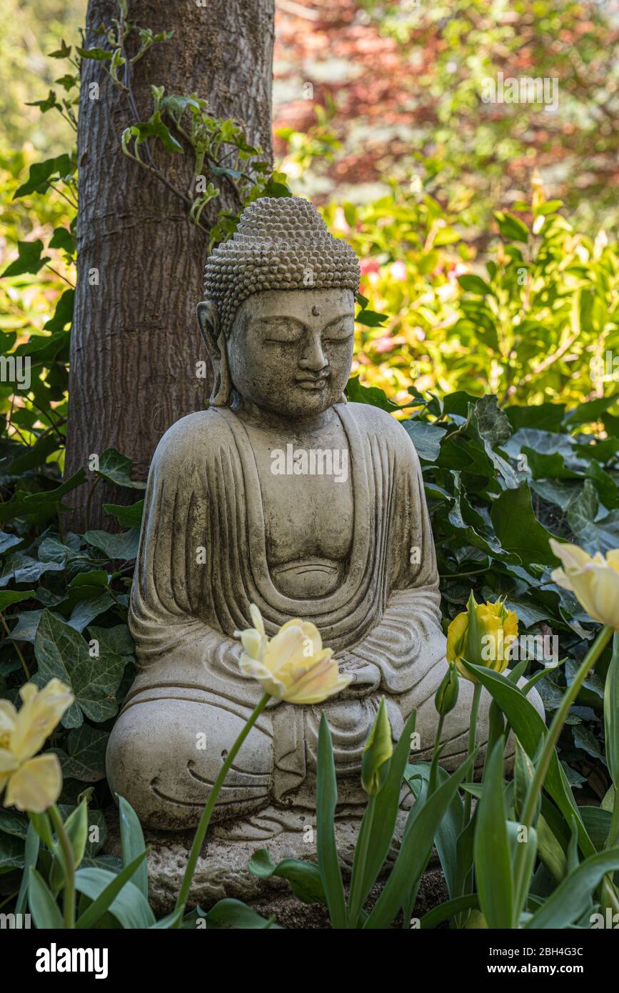 Peaceful scene with a stone statue of the Buddha nestled in the shade of the gardens at Ananda Village Stock Photo