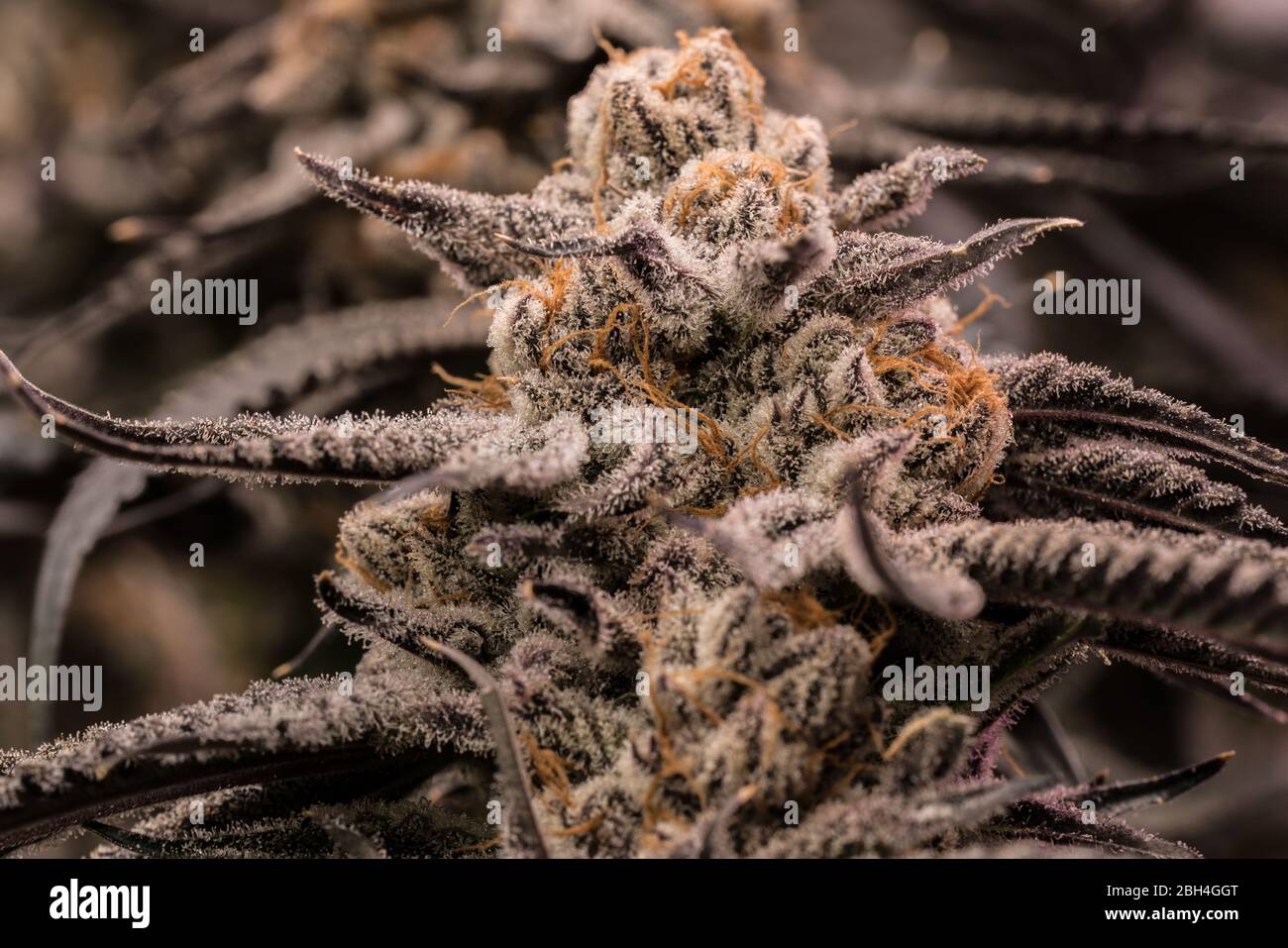 Close-up image of high quality cannabis flower nearing time for harvest Stock Photo