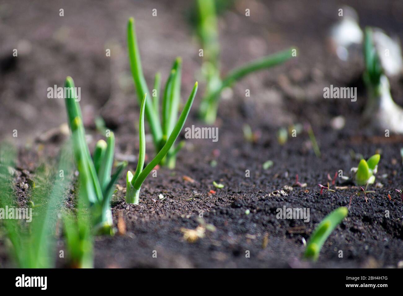 Photo Of Green Onions High Resolution Stock Photography and Images - Alamy