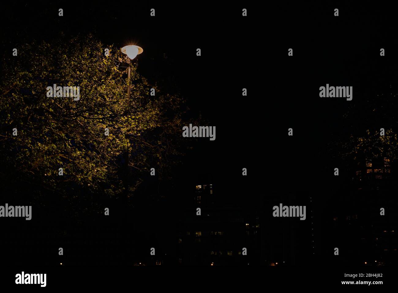 Copse trees nobody night hi-res stock photography and images - Alamy