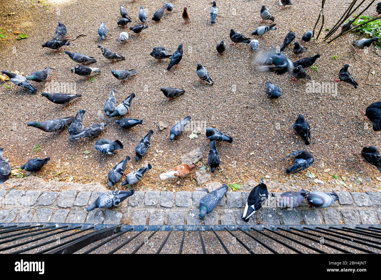 Above high angle view of many pigeon birds by fence in London England UK St James park during day Stock Photo