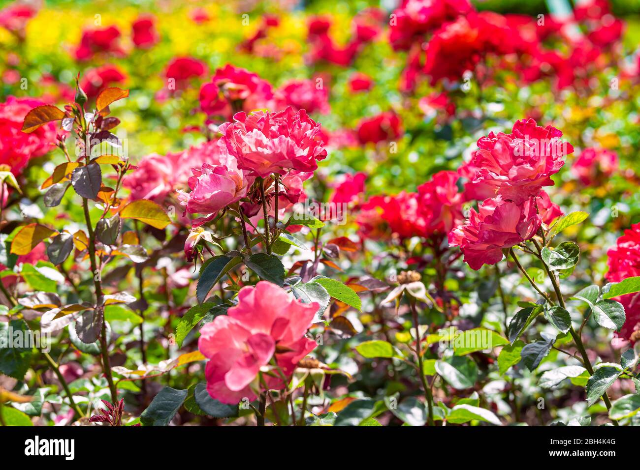 London, UK Queen Mary's Rose Gardens in Regent's park during sunny summer day with closeup of red colorful vibrant flowers Stock Photo