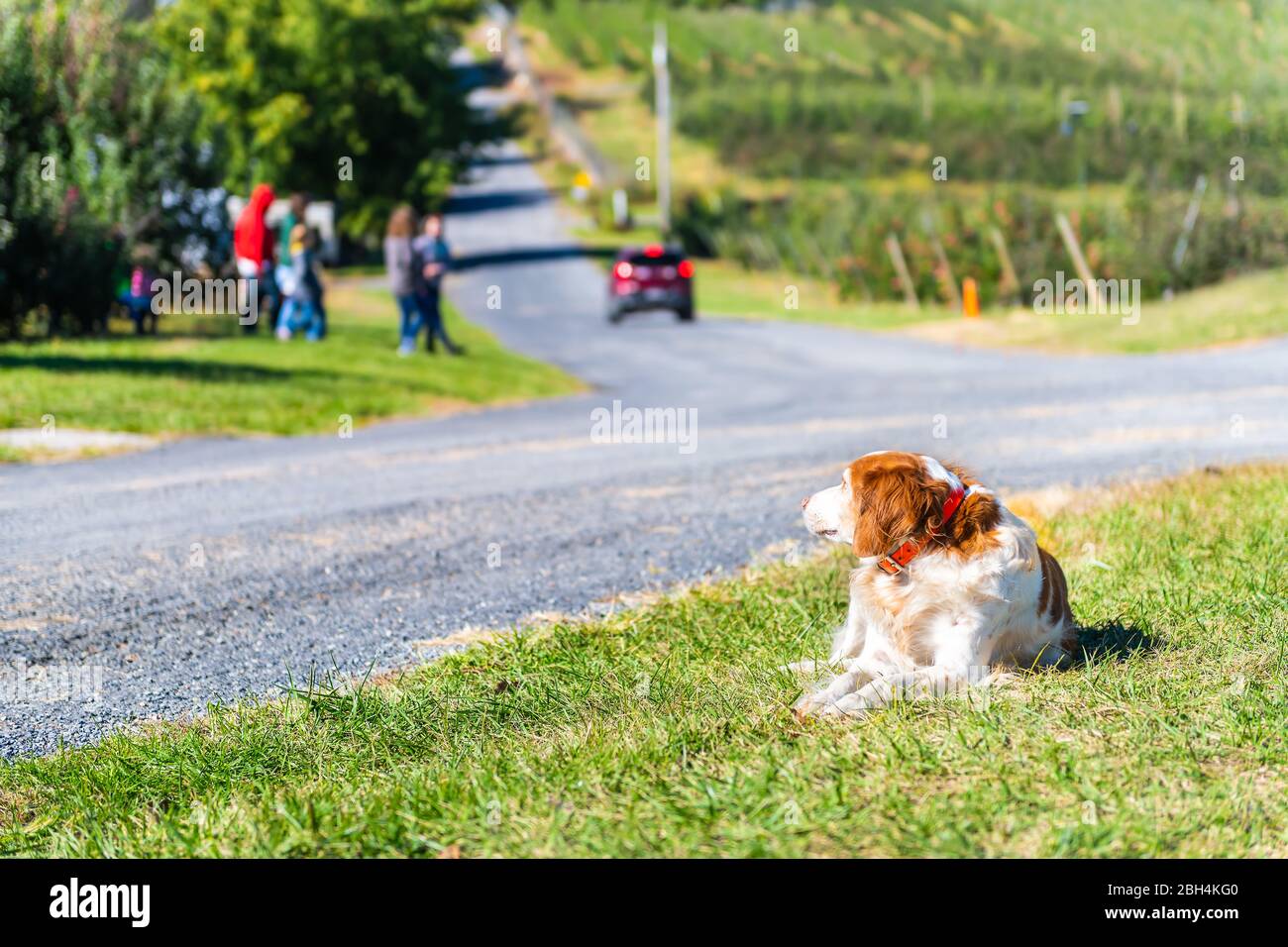 Apple orchard or vineyard landscape view with street road and countryside in Virginia closeup of one Brittany dog lying down on grass guarding territo Stock Photo