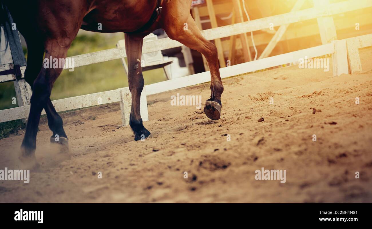 Dust under the horse's hooves. Legs of a sports horse galloping in the