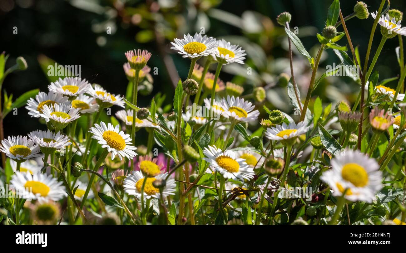 Close up of Mexican daisies with white petals and yellow centres