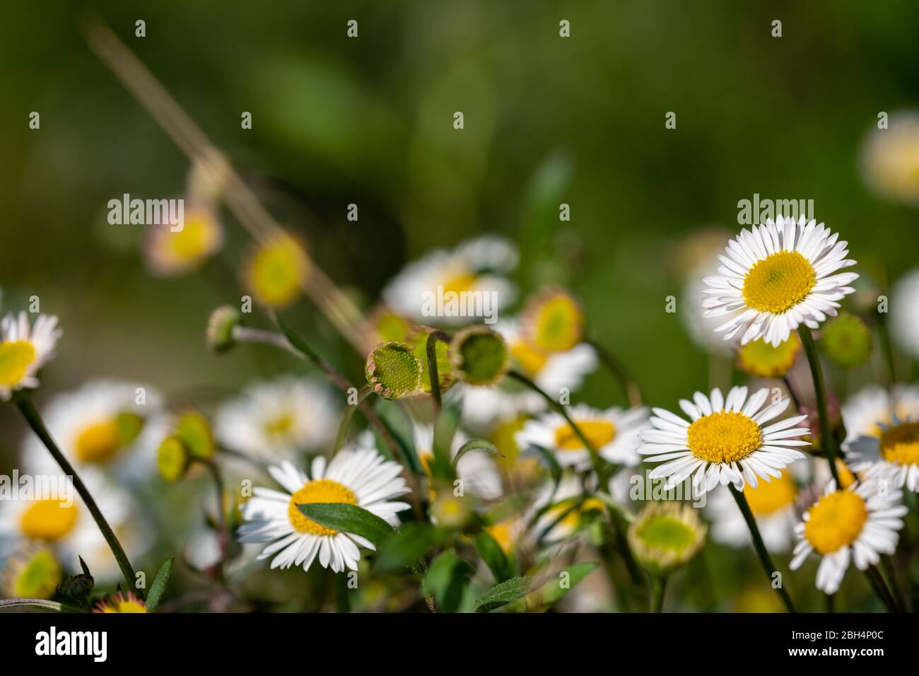 Close up of Mexican daisies with white petals and yellow centres
