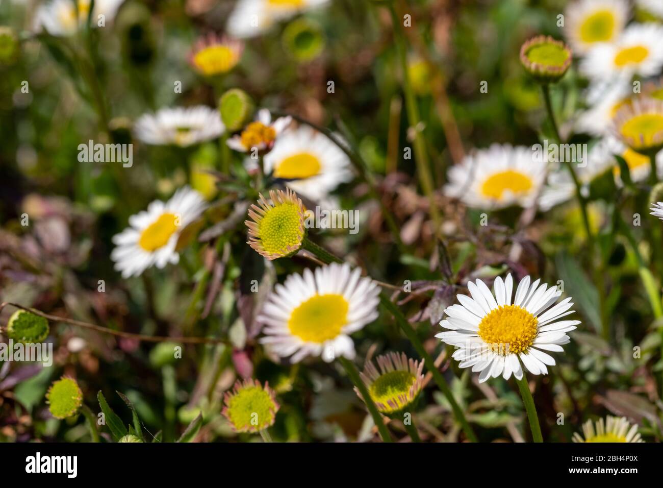 Close up of Mexican daisies with white petals and yellow centres