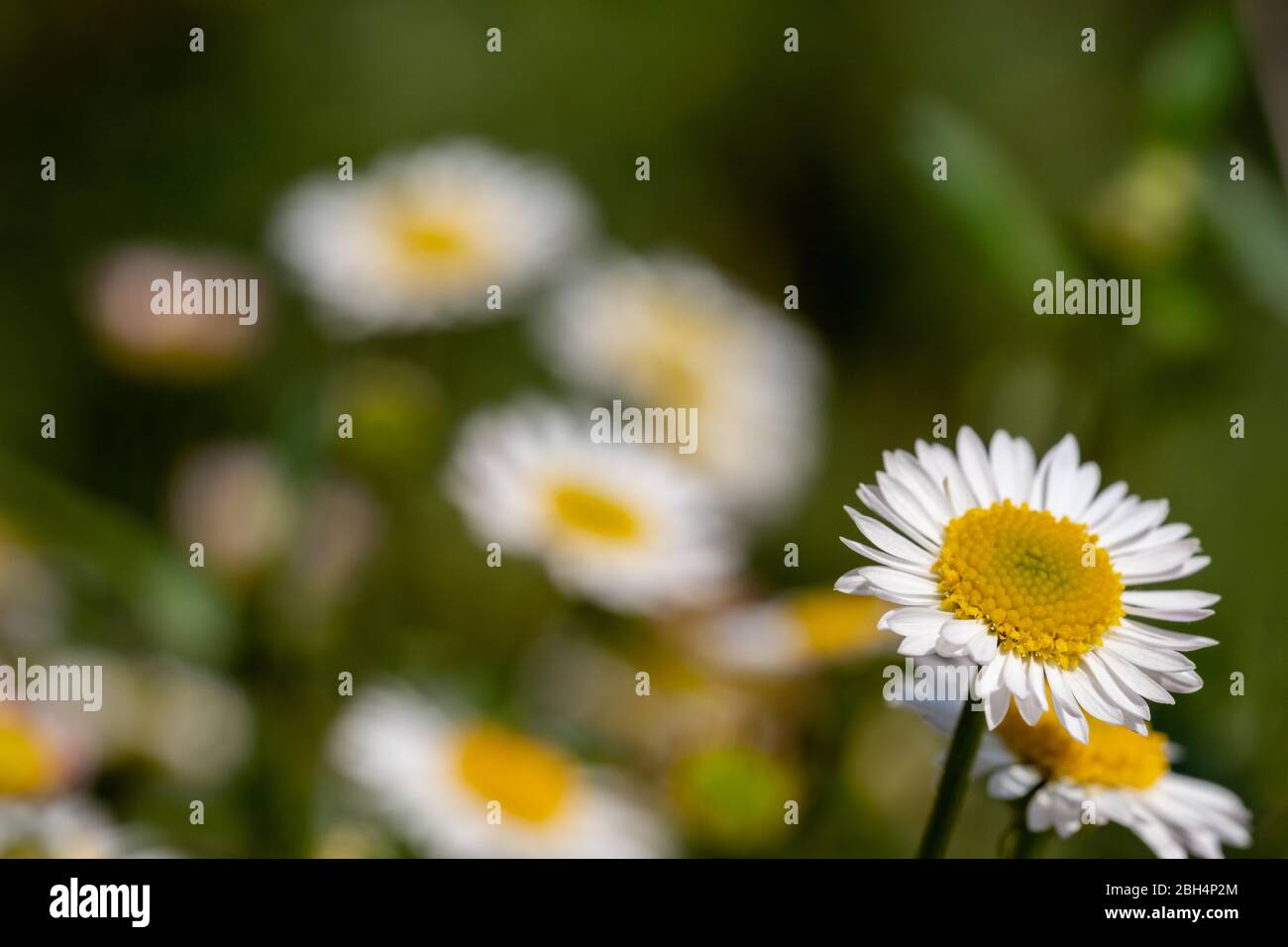 Close up of Mexican daisies with white petals and yellow centres