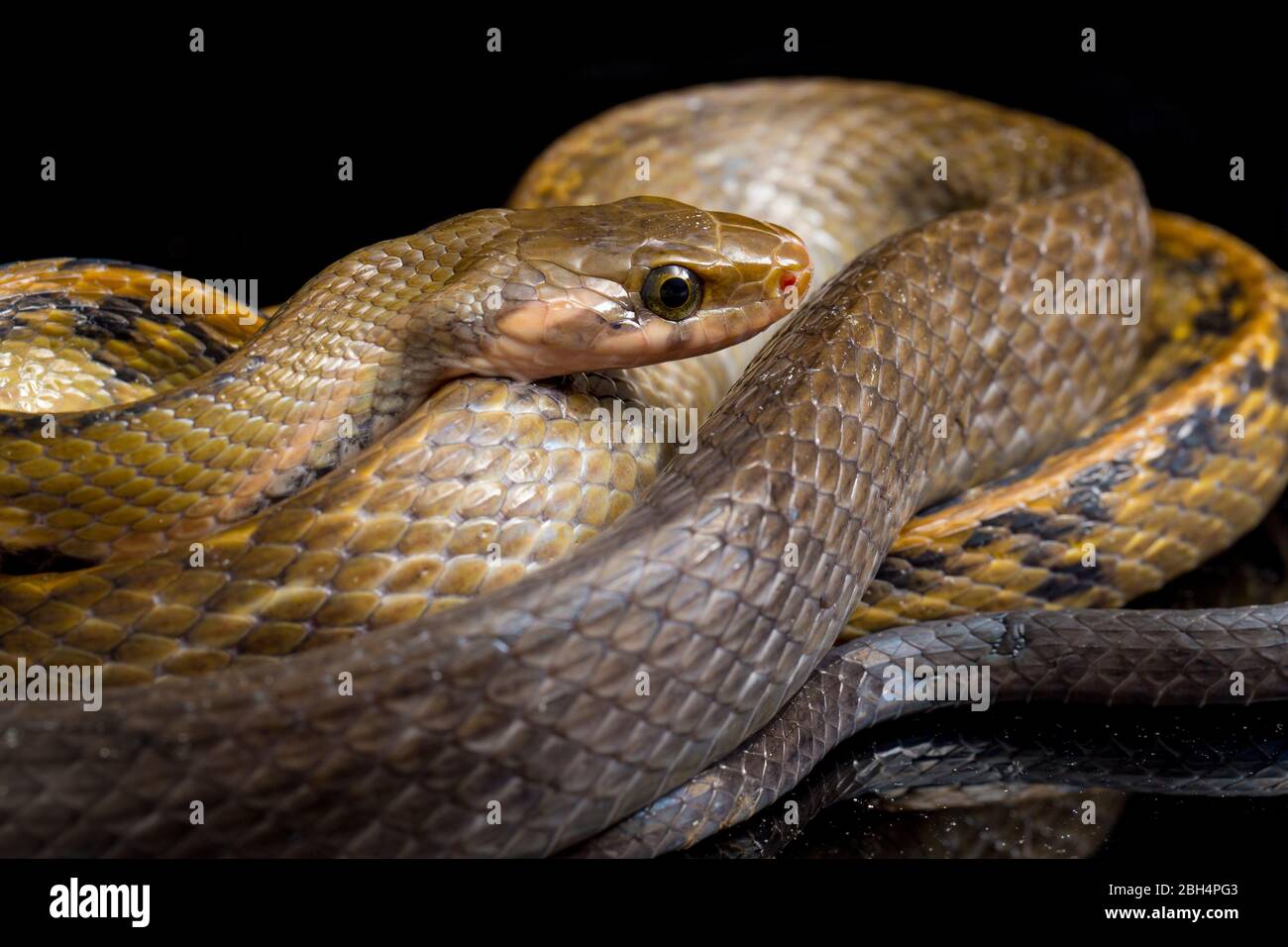 Coelognathus flavolineatus, the black copper rat snake or yellow ...