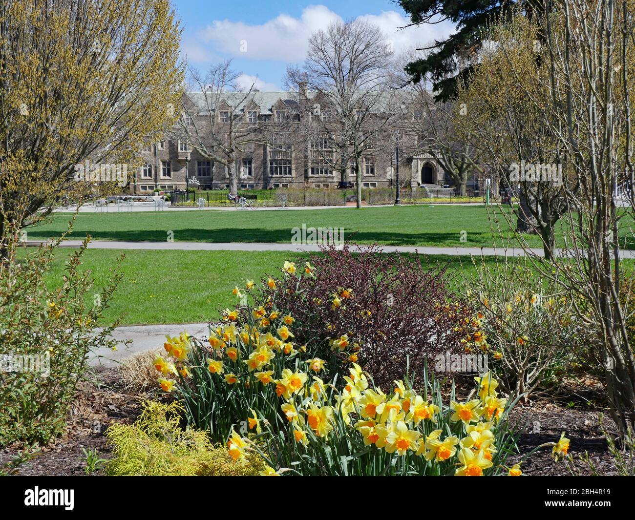 Daffodils blooming in springtime with generic gothic style college buildings in the background Stock Photo