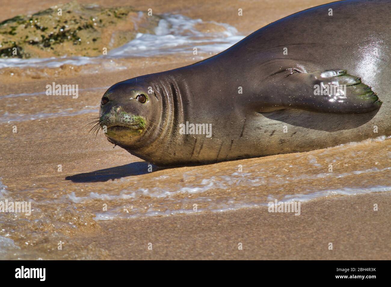 Wary, endangered monk seal resting at Ho'okipa Beach on Maui. Stock Photo