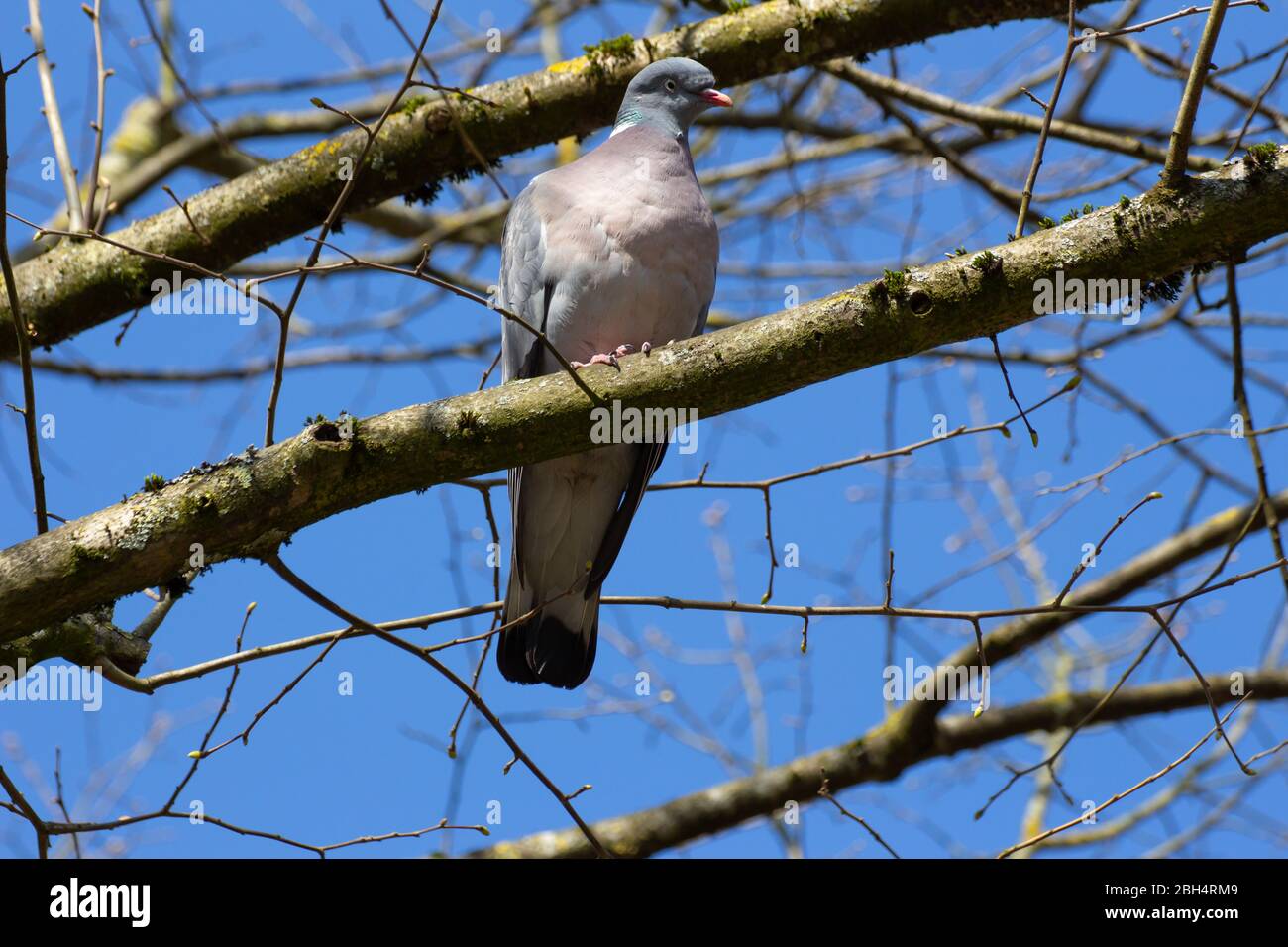 Close up overhead shot of a wood pigeon sitting on a branch, Columba palumbus or Ringeltaube Stock Photo
