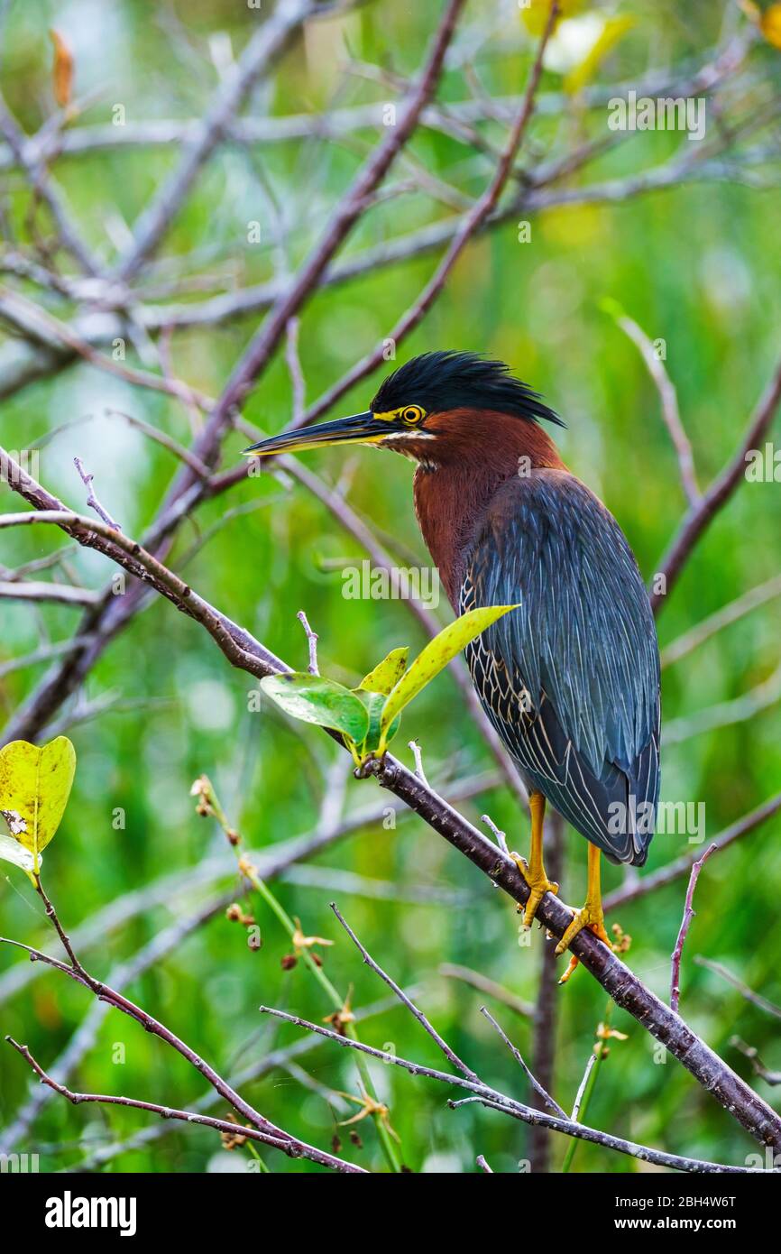 Green heron perching in tree Stock Photo