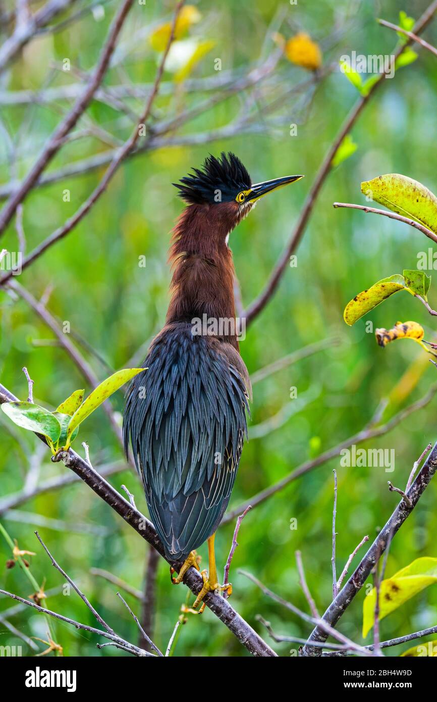 Green heron perching on branch Stock Photo