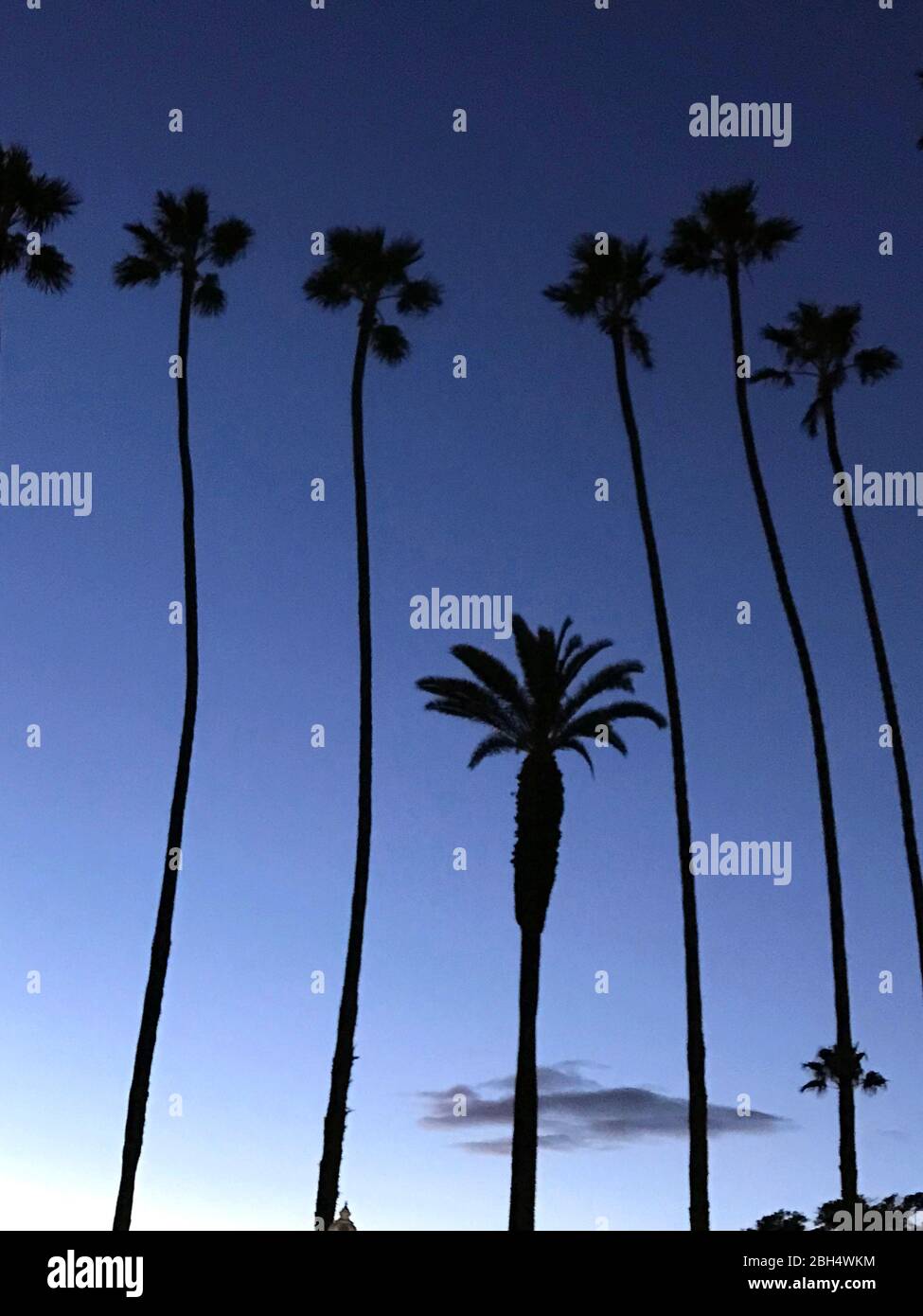 Palm Trees in Santa Monica, CA Stock Photo