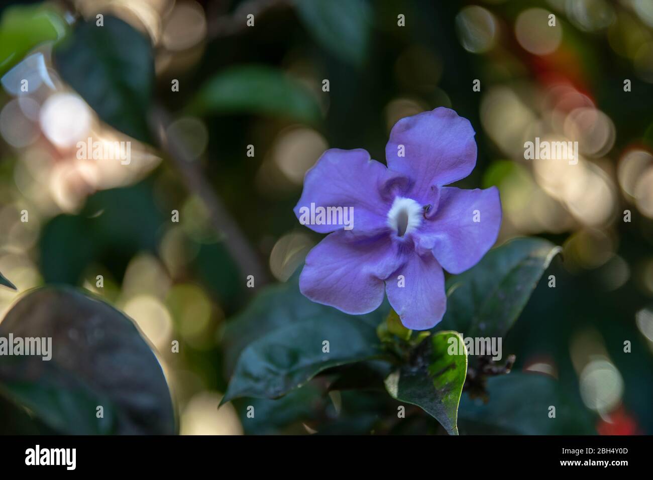 Brunfelsia pauciflora or 'Yesterday, Today and Tomorrow' flower that is endemic to Brazil of the Solanaceae family or the nightshades. Stock Photo