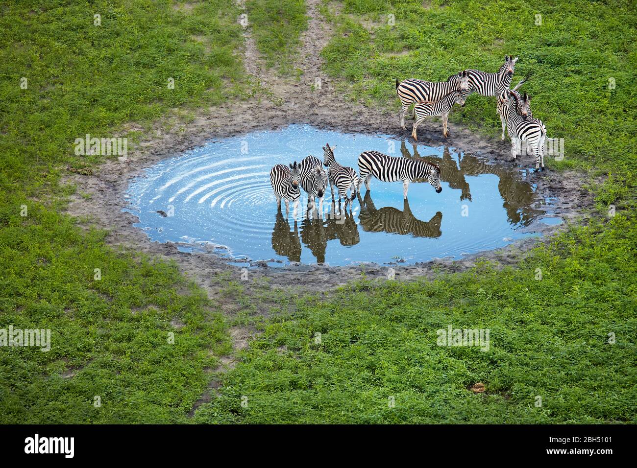 Zebra in pond, Okavango Delta, Botswana, Africa- aerial Stock Photo