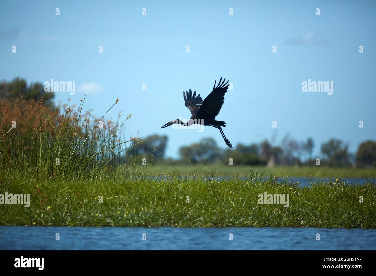 African Openbill stork (Anastomus lamelligerus), Okavango Delta, Botswana, Africa Stock Photo