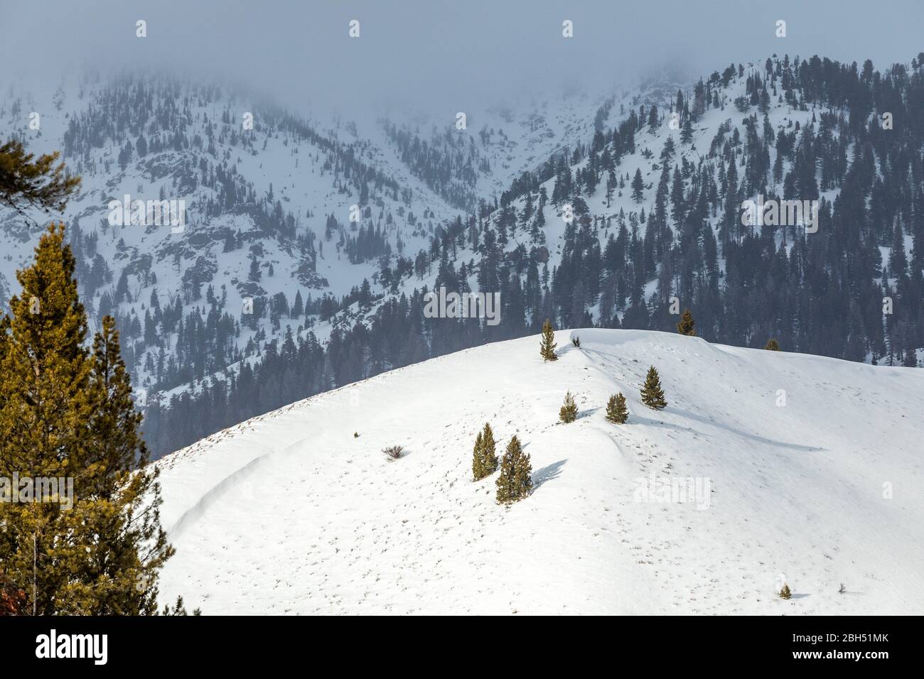 Pine tree forest snow mountain hi-res stock photography and images - Alamy