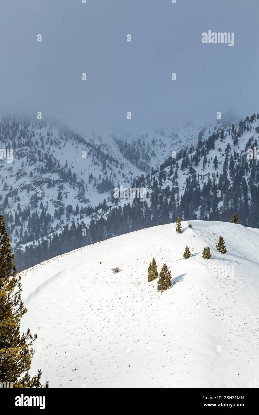 Snowy mountain pine forest hi-res stock photography and images - Alamy