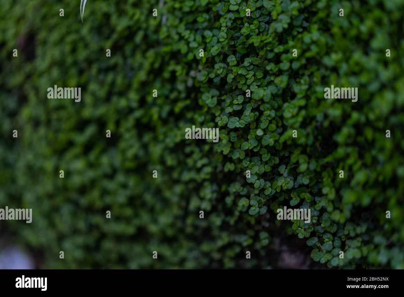 Tiny green leaves background nature DOF greenery image Stock Photo