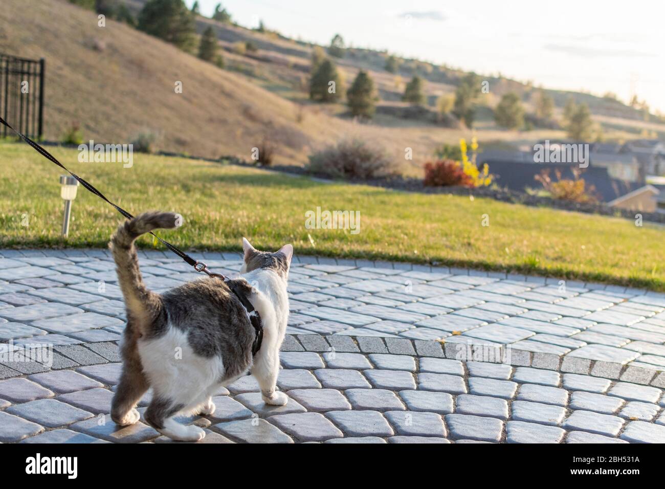 A shorthair domestic gray and white tabby cat walks outdoors on a patio while in a harness leash with the sun setting over a valley behind. Stock Photo