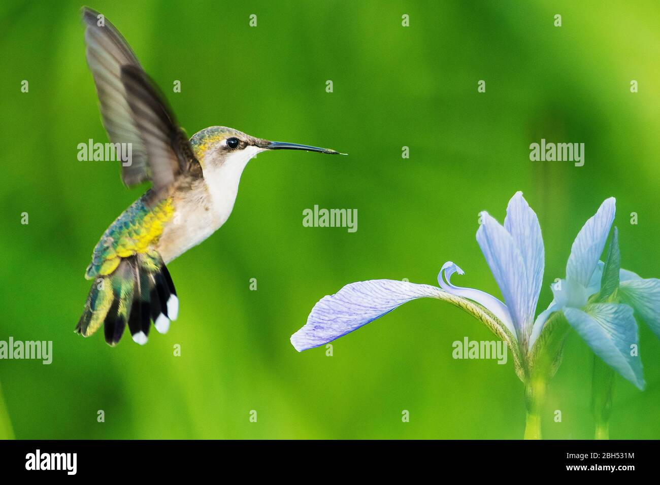Female ruby-throated hummingbird nectaring on blue-flag iris blossom in spring Stock Photo