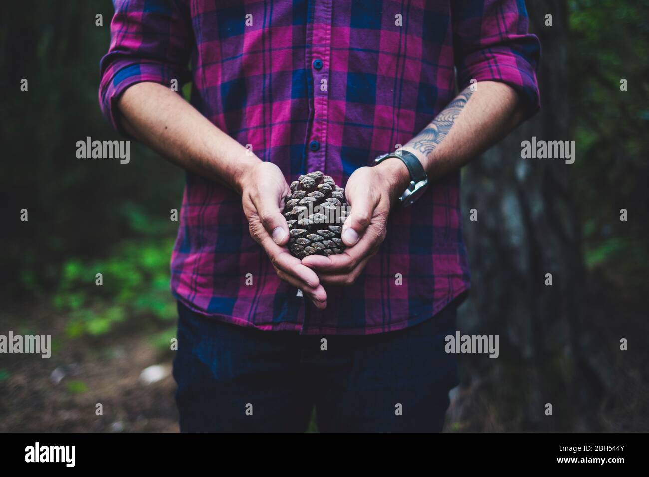 Man wearing checked shirt holding pinecone Stock Photo
