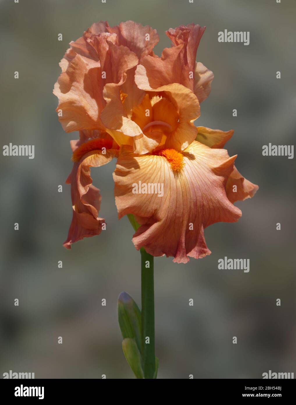 Close up of an iris flower with lacy orange petals, and a bright orange beard. Stock Photo