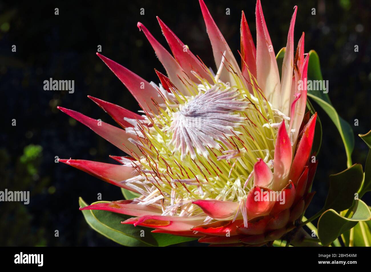 King Protea Flower Head In Full Bloom (Protea cynaroides) Stock Photo