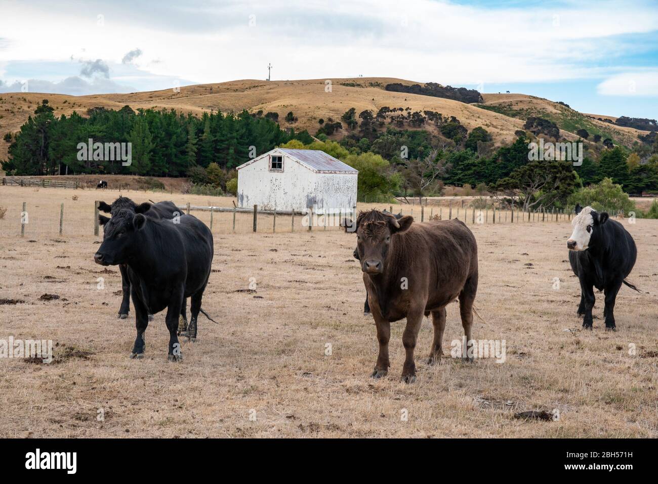 Inquisitive herd of cattle posing for the camera in the Farm yards and farm shed in the background Stock Photo