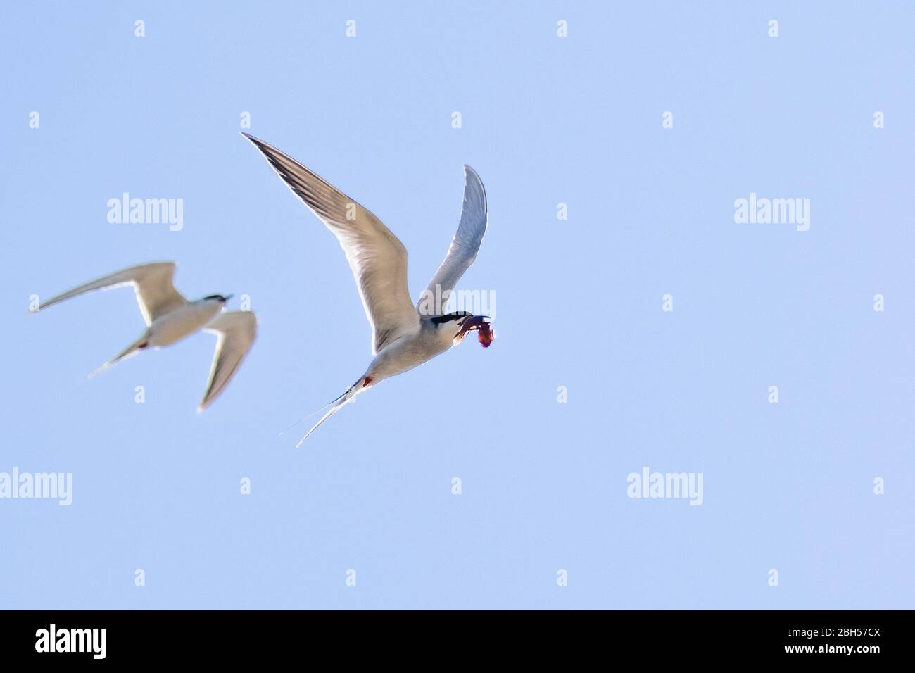 Flying Caspian Tern (Hydroprogne caspia) with a freshly caught fish in its beak, followed closely by a second one, blue sky background; San Francisco Stock Photo