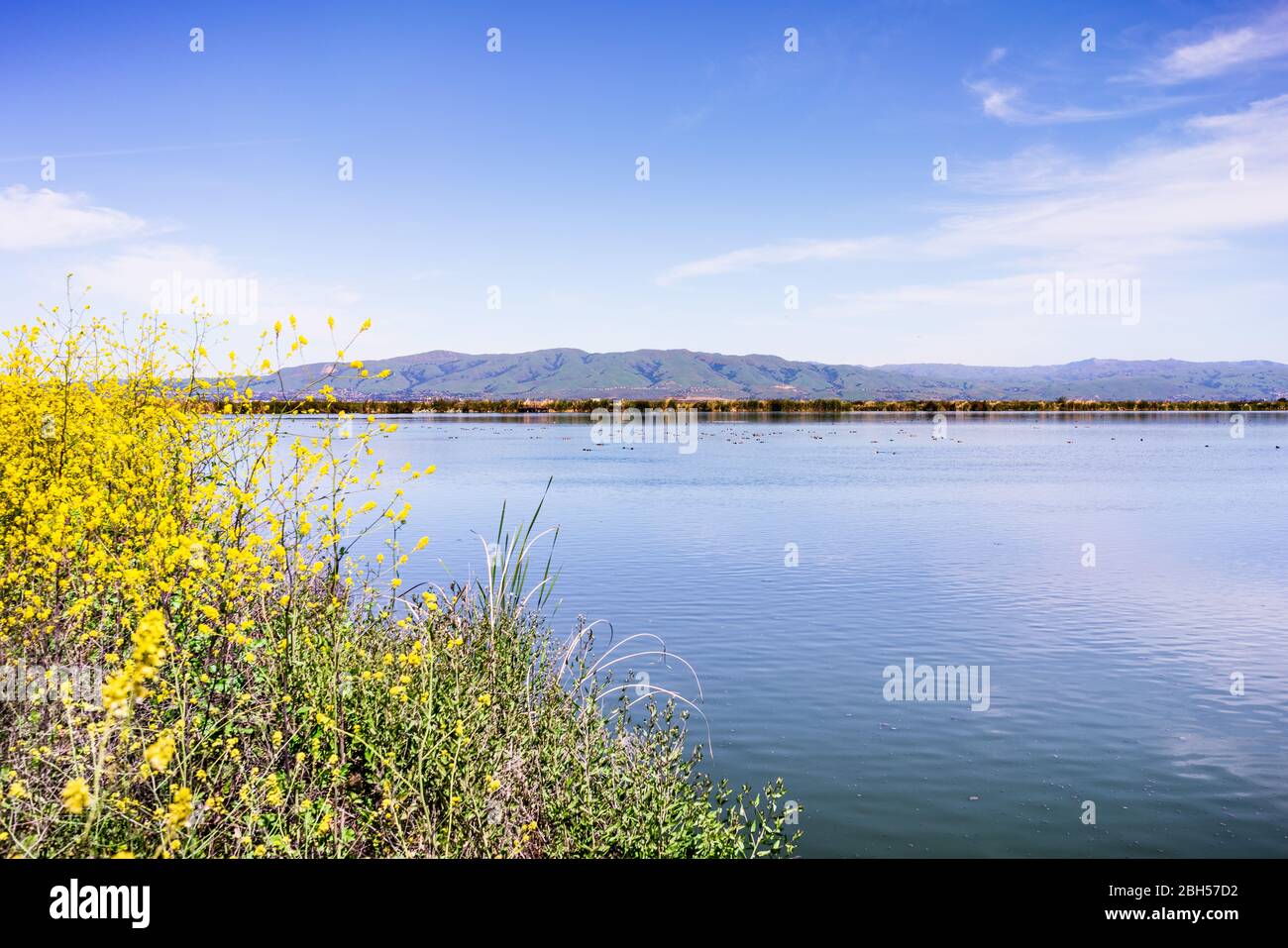 Spring landscape in the wetlands of South San Francisco Bay Area, with wild mustard flowers blooming on the shoreline, and waterfowl swimming on the c Stock Photo
