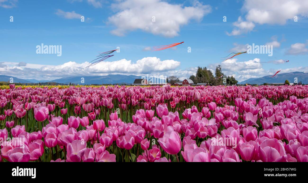 Skagit Valley Tulip Fields Stock Photo