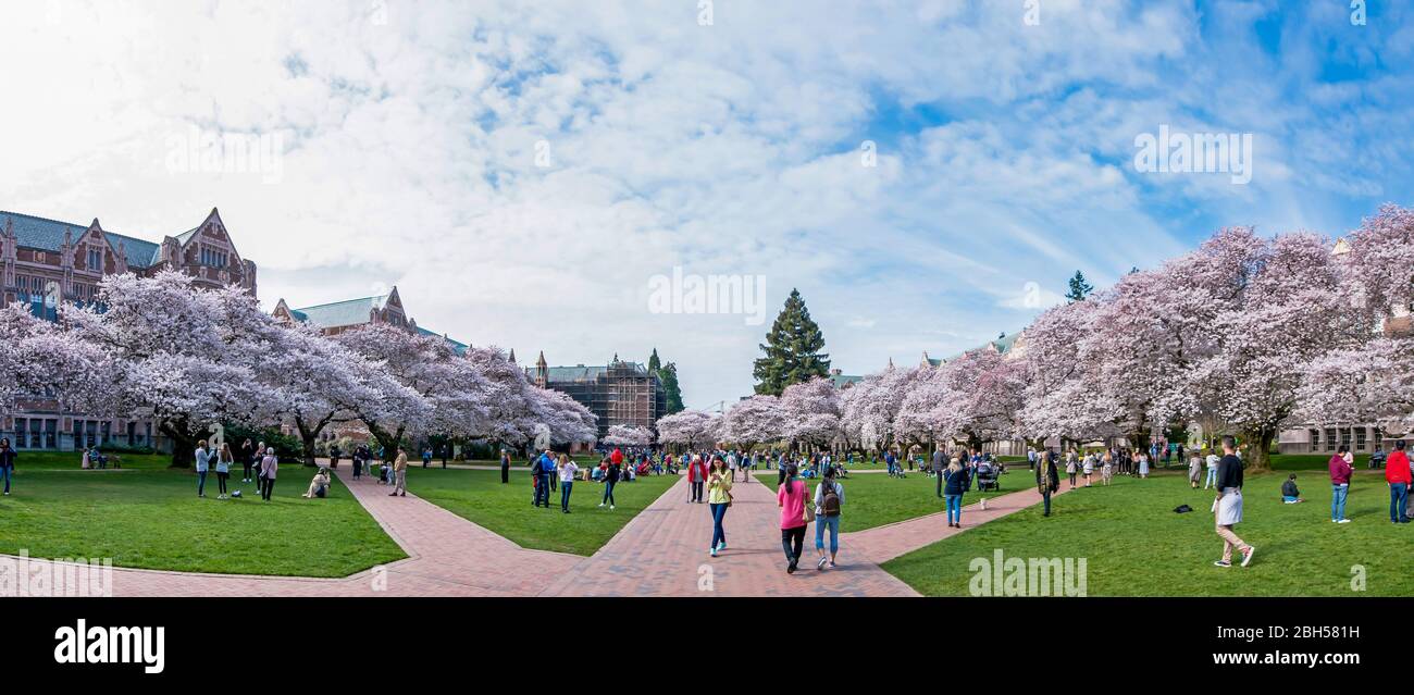 Cherry Blossoms on the University of Washington Campus Stock Photo