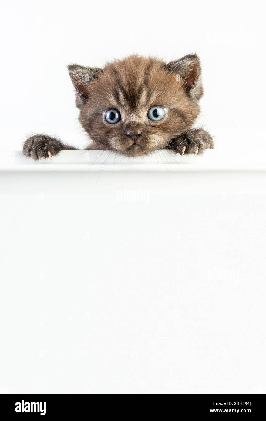 Cat baby tabby Kitten Cute Beautifu on white background Stock Photo