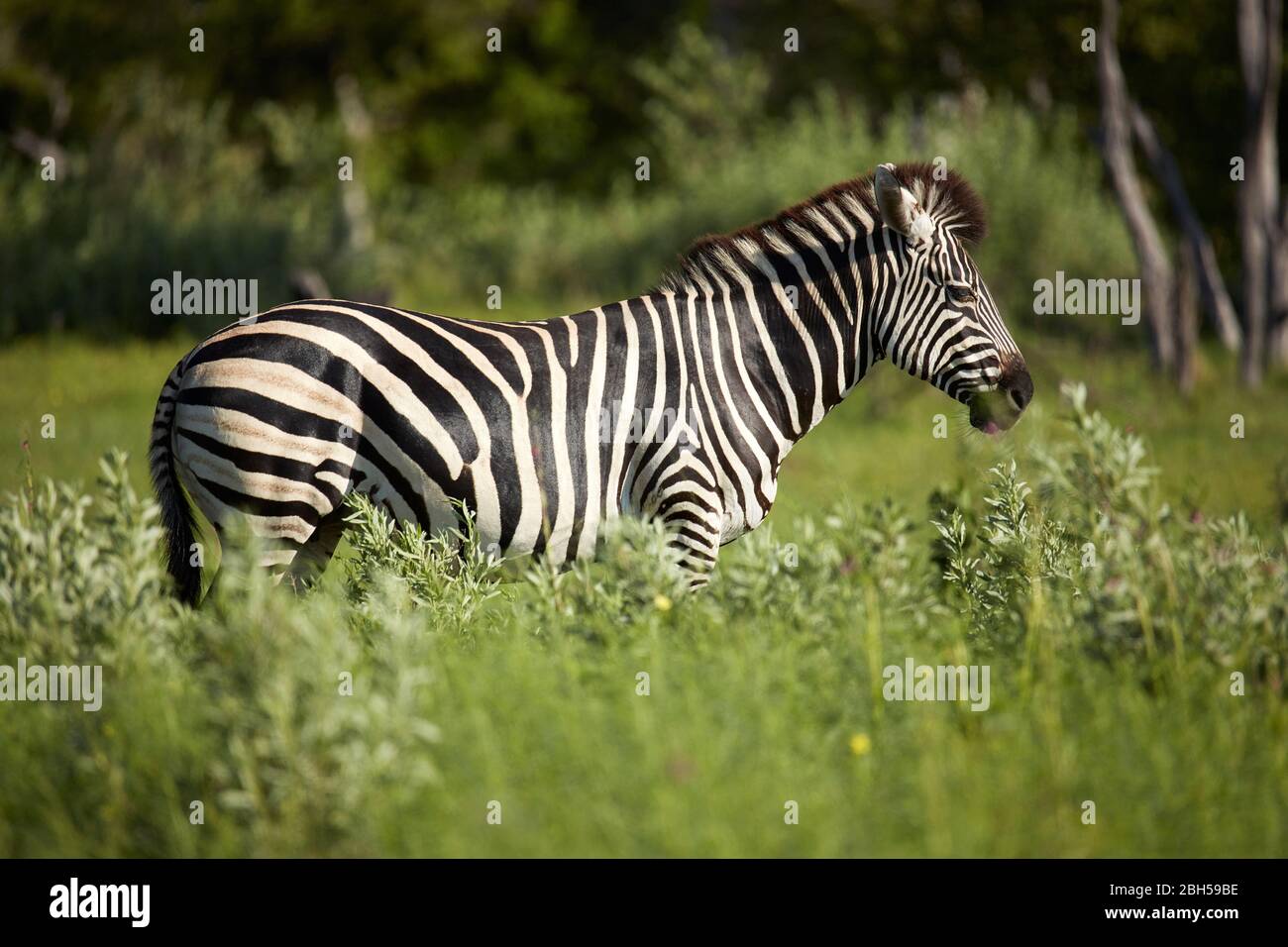 Zebra, Moremi Game Reserve, Botswana, Africa Stock Photo