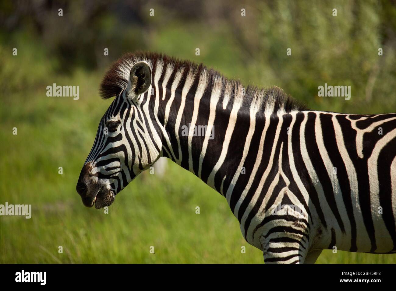 Zebra, Moremi Game Reserve, Botswana, Africa Stock Photo